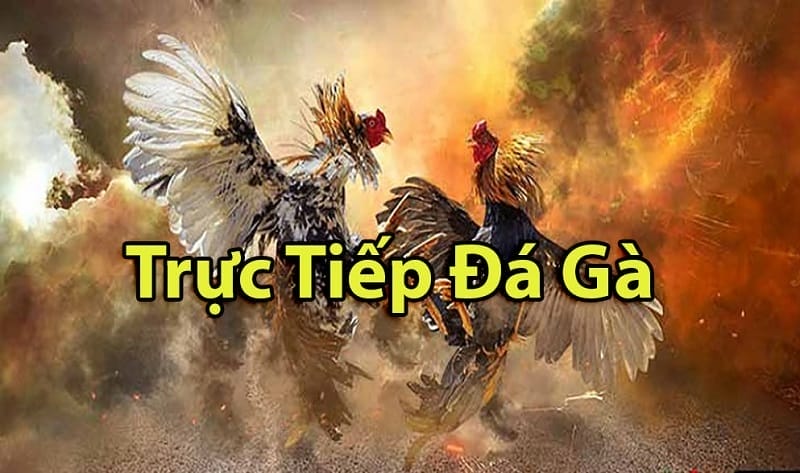 https://es-db.de/tim-hieu-ve-da-ga-thomo-campuchia/